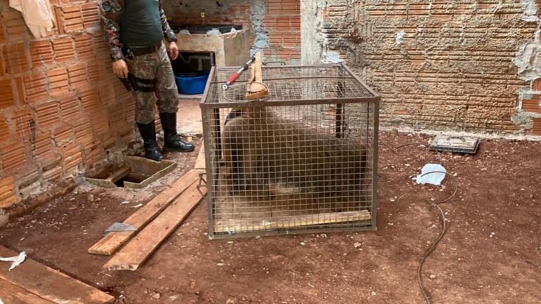 Polícia Militar Ambiental de Dourados captura tamanduá-bandeira dentro de banheiro de residência em Itaporã