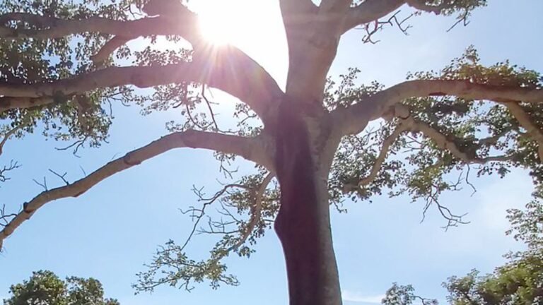 Com La Niña em neutralidade, tendência é de chuvas abaixo da média