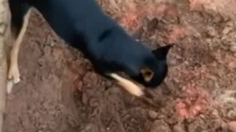 VEJA VÍDEO – Pinscher de traficante mostra a policiais localização de droga enterrada