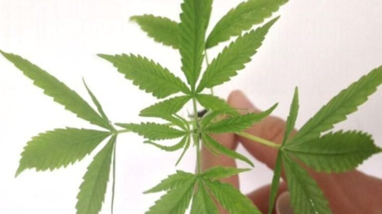 Anvisa autoriza produto à base de cannabis em projeto com a Fiocruz