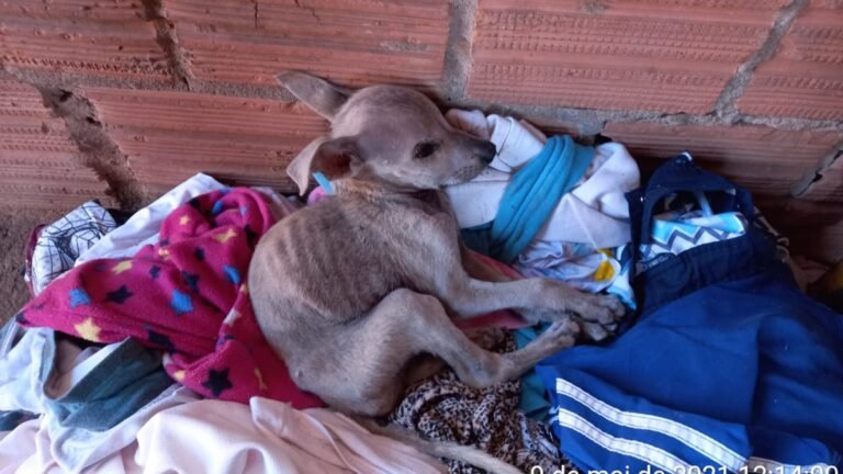 mulher é multada em R$ 4.000,00 por maus-tratos ao se mudar e deixar animais
