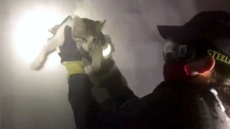 VEJA VÍDEO – Gato fica preso em buraco de parede e é resgatado