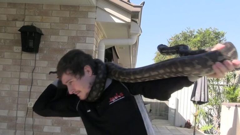 VEJA VÍDEO – Homem leva bote no rosto de cobra píton com mais de 2 metros