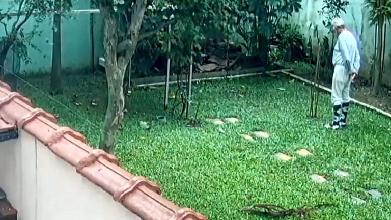 VEJA VÍDEO – Idoso escapa por segundos de queda de árvore no quintal de casa