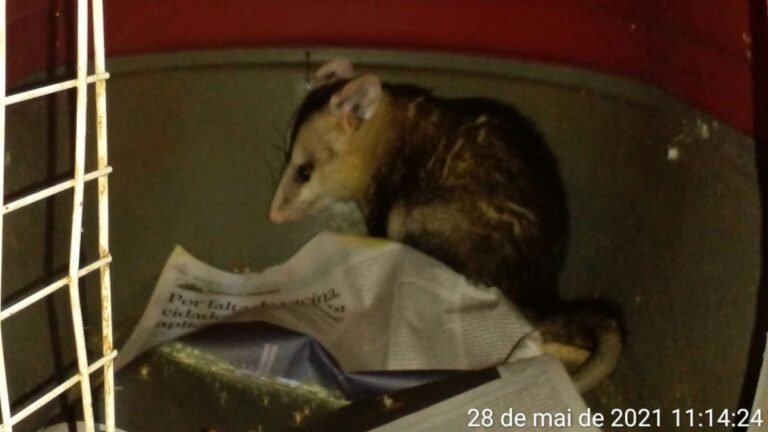 Polícia Militar Ambiental de  captura gambá em praça esportiva na área central da Capital