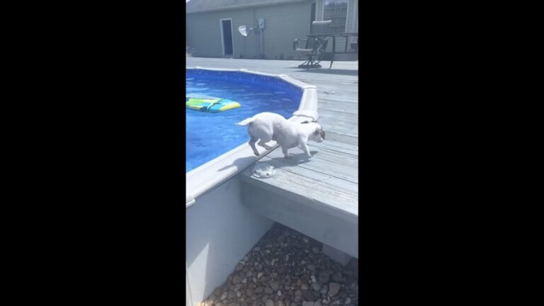 VÍDEO – Cachorrinho danado e esperto esse