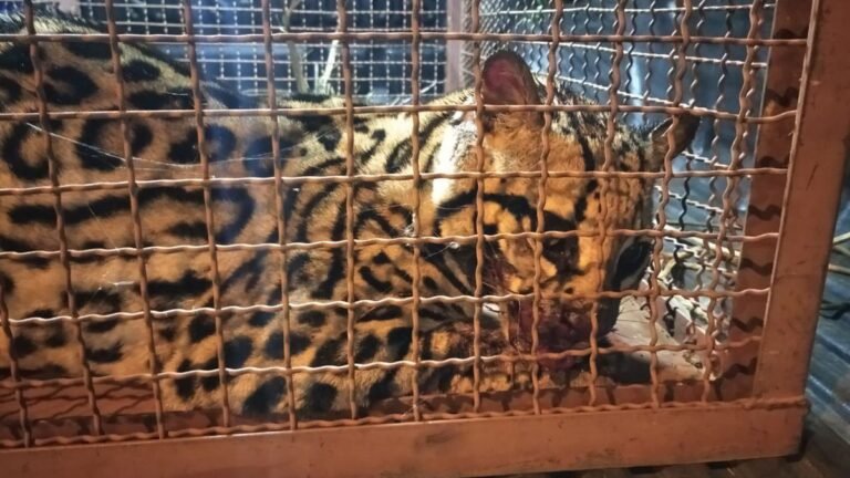 Veja Vídeo – Polícia Militar Ambiental resgata jaguatirica atropelada em estado grave