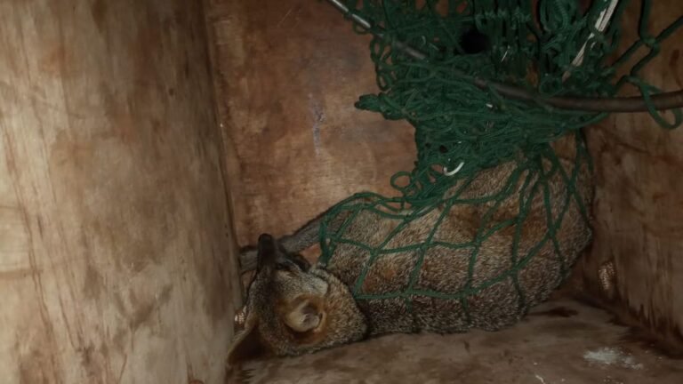 Polícia Militar Ambiental captura lobinho que em residência