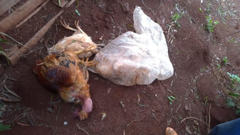 Após matar e furtar galo e galinha homem é preso pela Guarda Municipal