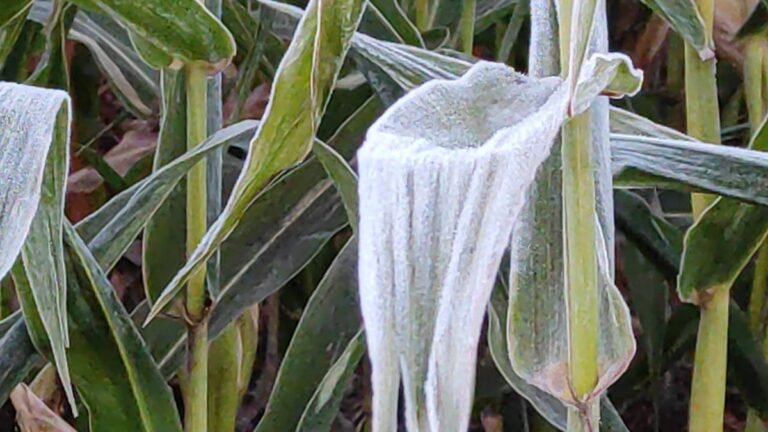 VEJA VÍDEO – Dourados registra geada no Parque Antenor Martins