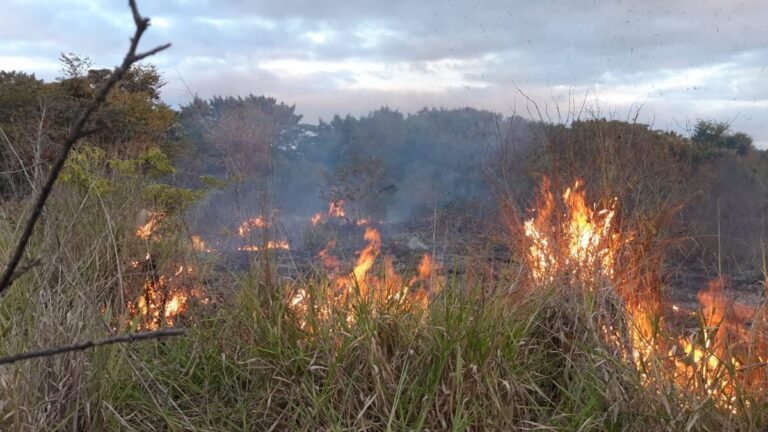 VEJA VÍDEO – Denúncia de queimada mobiliza Guarda Ambiental