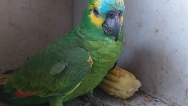 PMA de Bonito recebe papagaio que parecia doente mas o animal teria fugido de cativeiro