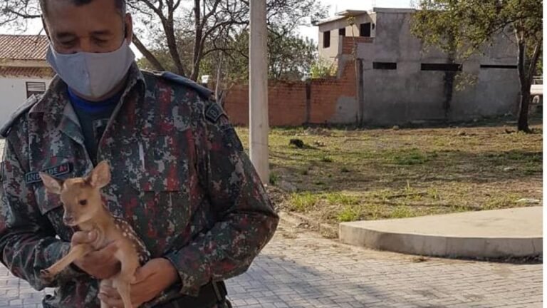 Polícia Ambiental resgata filhote de veado perdido em área de mata de condomínio