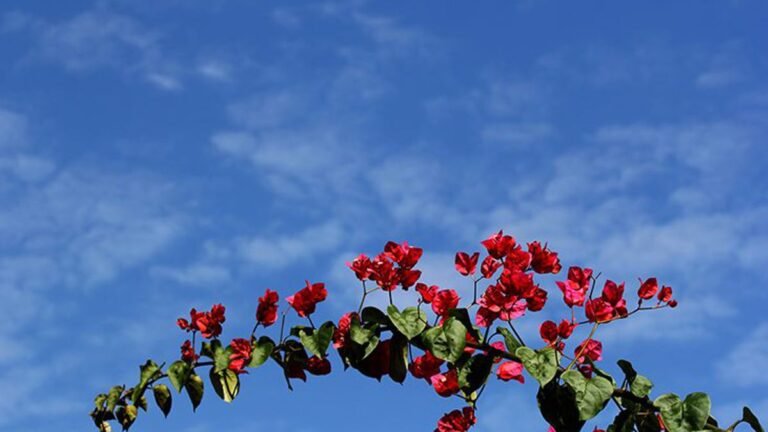 Confira a previsão do tempo para dourados nesta sexta-feira 18/06