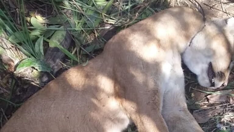 ASSISTA O VÍDEO – Caçador com  onça morta  publica vídeo nas redes sociais