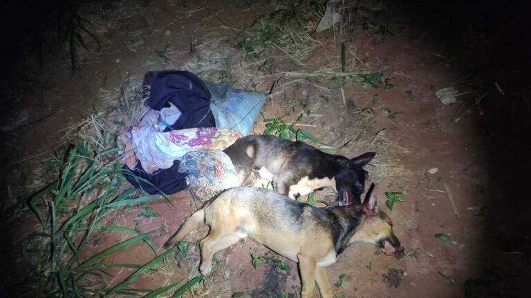 Foragido da justiça é autuado em R$ 6 mil por matar dois cães a pauladas [um estava agonizando]