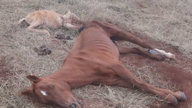 Homem é multado em 6 mil pr maus tratos – [animais estavam caídos ao terreno]