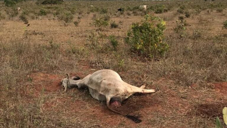 Polícia Ambiental autua homem em em R$ 35 mil por maus tratos ao deixar 70 cabeças de gado com fome e mortes de animais