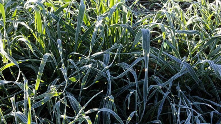 4º na madrugada – Previsão do tempo para esta segunda-feira 19/07 – DOURADOS