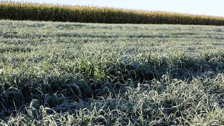 Confira quais são as nove cidades de MS que registraram geada sendo que Dourados marcou o dia mais frio do ano