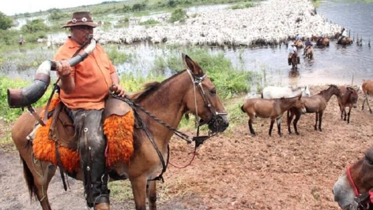 Apoio aéreo garantem a vacinação em massa no Pantanal de Corumbá