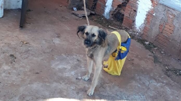 cachorro_maus_tratos_campo_grande