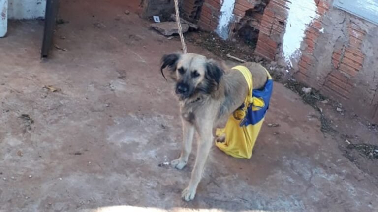 Policiais resgatam três cães desnutridos e expostos ao frio