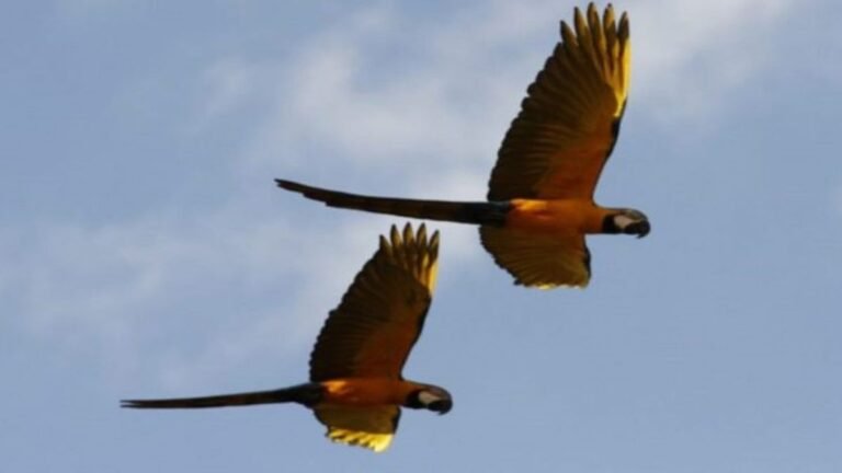 Previsão do tempo para este domingo 11/07 – DOURADOS