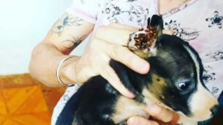 Homem é detido por maus tratos a 11 cachorros infestados de carrapatos