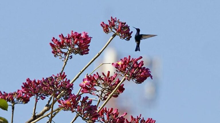 Previsão do tempo para esta sexta-feira 02/07 – DOURADOS
