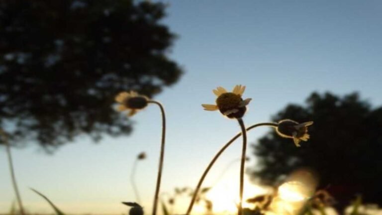 Previsão do tempo para esta sexta-feira 23/07 – DOURADOS