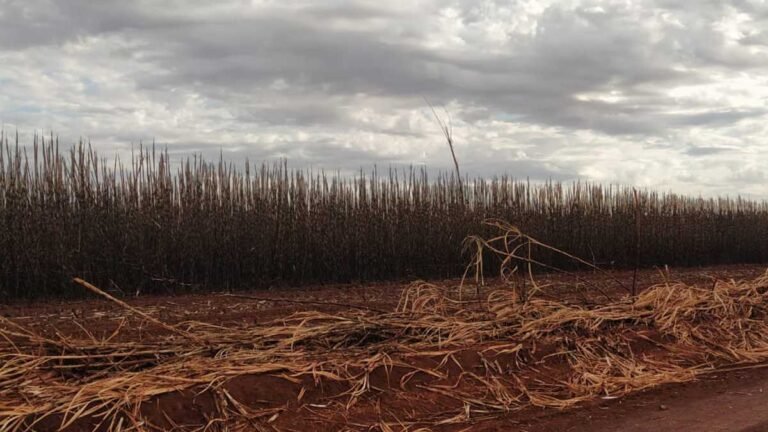 Polícia Ambiental de Dourados autua fornecedor de cana para usina sucroenergética em R$ 193 mil por incêndio em canavial