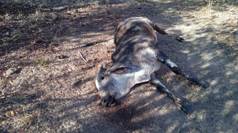 Mais um é autuado em R$ 10mil por maus tratos às 20 cabeças de gado e pelas mortes