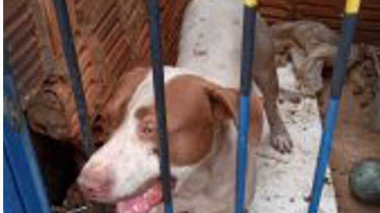 Policiais civis prendem suspeito de maus-tratos contra cão da raça Pitbull