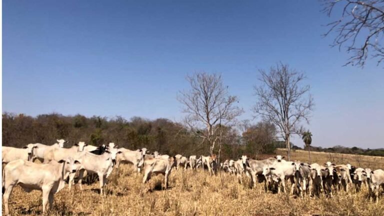 Polícia Civil prende grupo especializado em furto de gado e recupera 75 cabeças