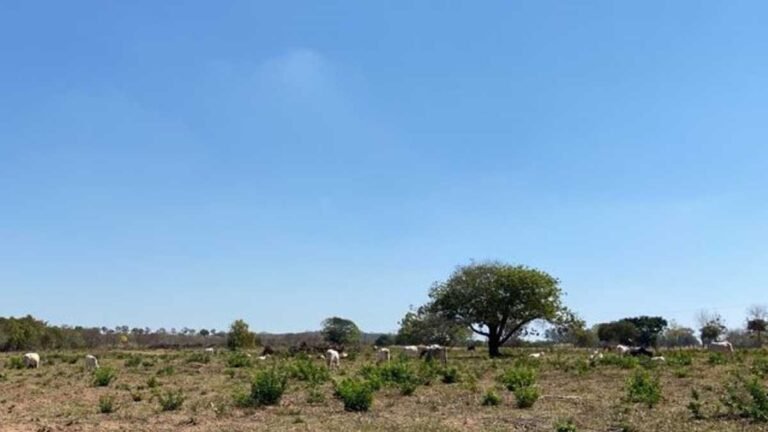 Homem havia sido autuado em R$ 25.000,00, não cumpriu agora é multado em R$ 270.000,00