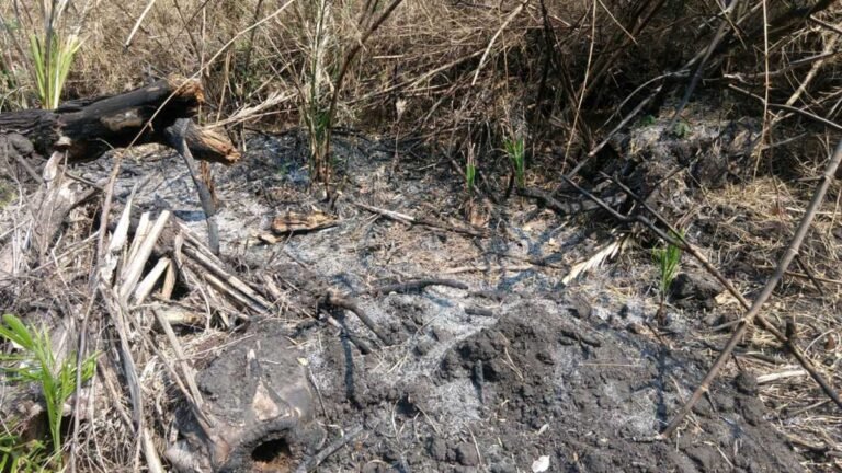 Apesar da seca Polícia Militar Ambiental autua infrator por incêndio em área de pastagem