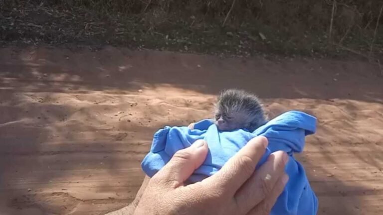 Polícia Ambiental resgata filhote de macaco-prego ao lado da mãe morta