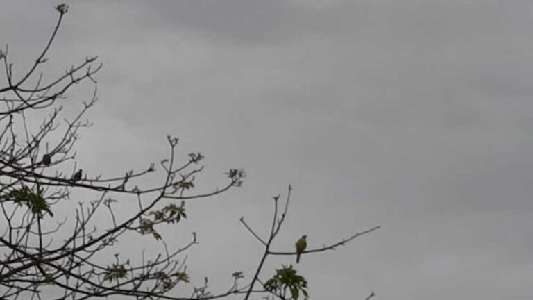 Previsão do tempo para esta segunda 31/01 – DOURADOS