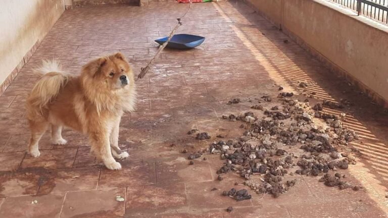 Mulher é autuada em R$ 3 mil  por maus tatos ao deixar cachorro sem alimento e água
