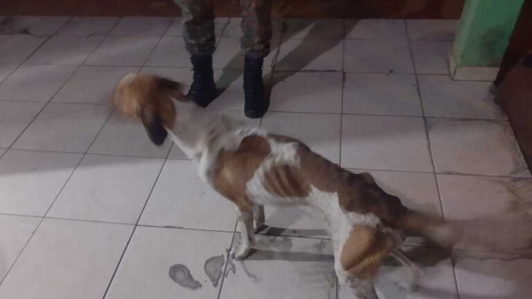 Polícia Ambiental prende e autua mulher em R$ 2,5 mil por maus-tratos a cinco cachorros