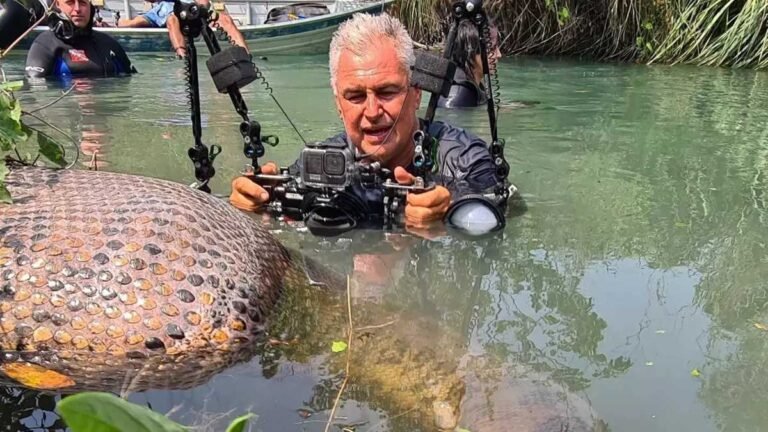 Natureza incrível – Sucuri é flagrada digerindo capivara em rio do MS