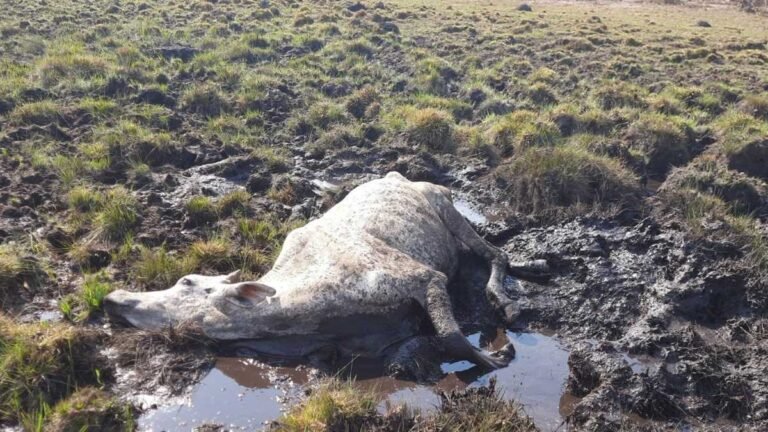 PMA autua paulista em R$ 12 mil por maus tratos a 8 animais bovinos mortos por falta de alimento [VÍDEO]