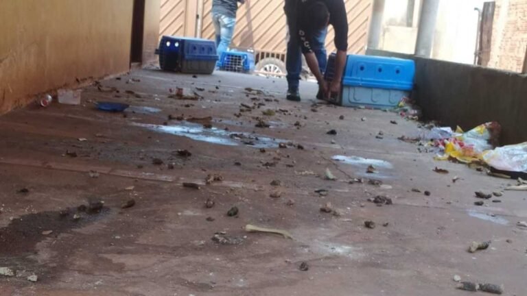 Polícia Civil resgata 05 cães em situação de maus-tratos e indicia tutora, em MS