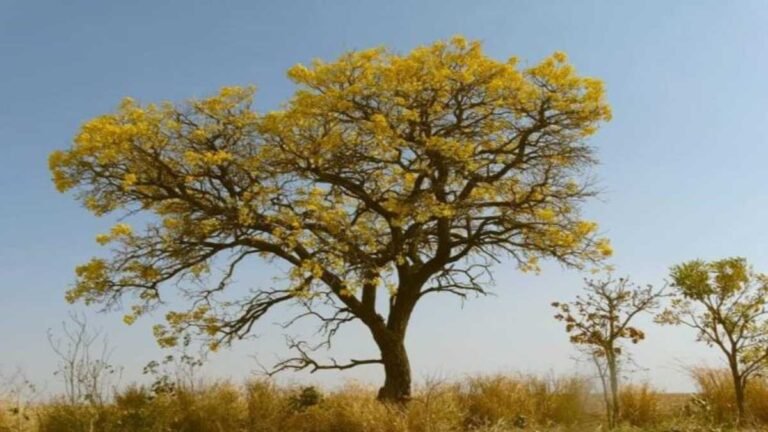 Previsão do tempo para esta quarta-feira 22/09 – DOURADOS