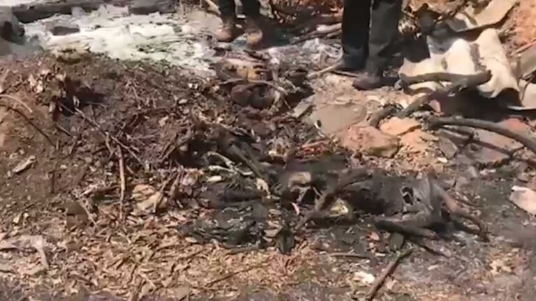 Vários animais são encontrados carbonizados em terreno baldio em MS