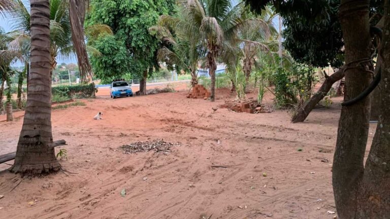 PM salva idosos e cadeirante de ataque de enxame de abelhas em MS