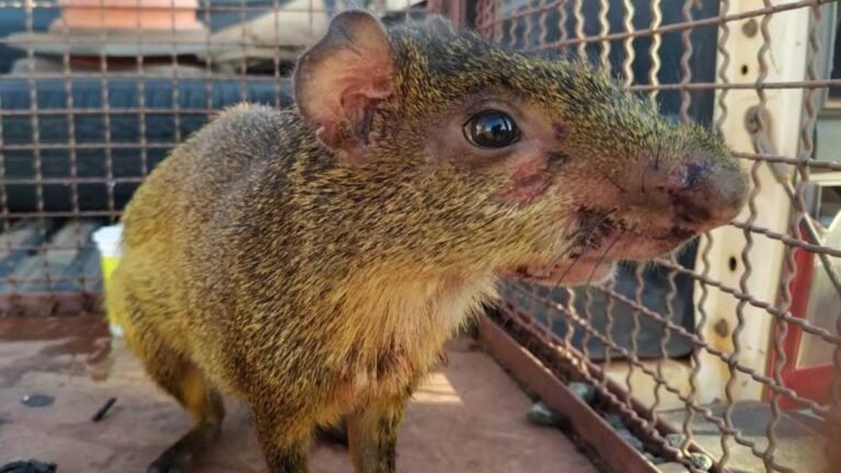 Capivara é resgatada em academia e PMA devolve a natureza