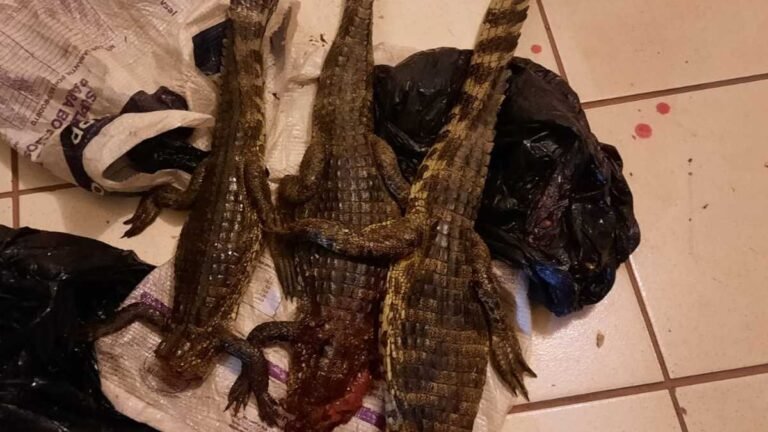 PMA prende armas munições e três animais abatidos e autuam caçadores