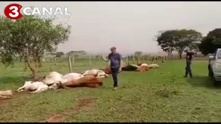 VEJA O VÍDEO – Morte de animais eletrocutados causa grande prejuízo a produtor rural em MS